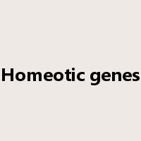 Homeotic genes是什么意思