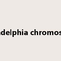 Philadelphia chromosome是什么意思
