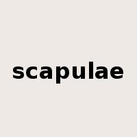 scapulae是什么意思