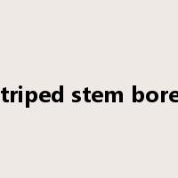 striped stem borer是什么意思