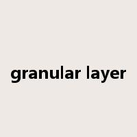granular layer是什么意思