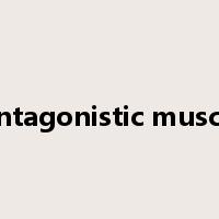 Antagonistic muscle是什么意思