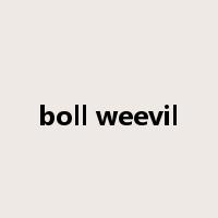 boll weevil是什么意思