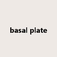 basal plate是什么意思