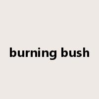 burning bush是什么意思