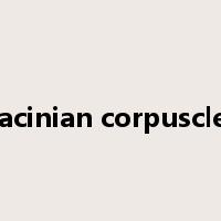Pacinian corpuscles是什么意思