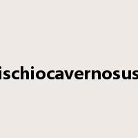 ischiocavernosus是什么意思