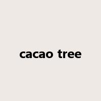cacao tree是什么意思