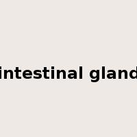 intestinal gland是什么意思