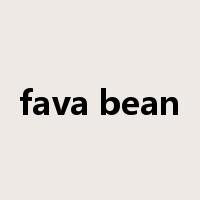 fava bean是什么意思