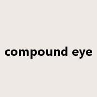 compound eye是什么意思
