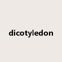 dicotyledon是什么意思