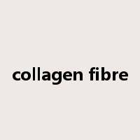 collagen fibre是什么意思