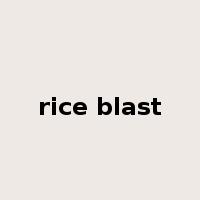 rice blast是什么意思