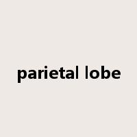 parietal lobe是什么意思