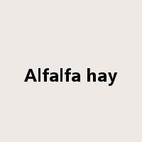 Alfalfa hay是什么意思