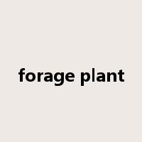 forage plant是什么意思