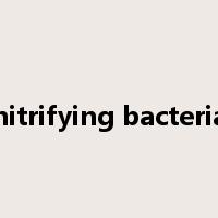 nitrifying bacteria是什么意思