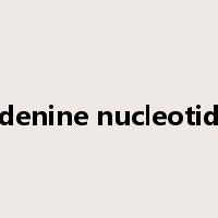 adenine nucleotide是什么意思