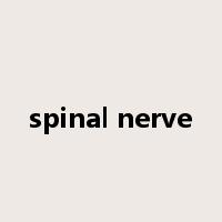 spinal nerve是什么意思