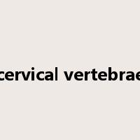 cervical vertebrae是什么意思