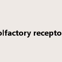 olfactory receptor是什么意思