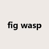 fig wasp是什么意思