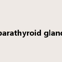 parathyroid gland是什么意思