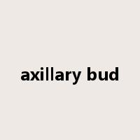 axillary bud是什么意思
