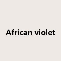 African violet是什么意思
