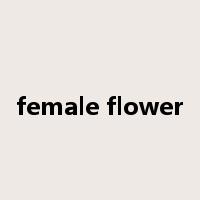 female flower是什么意思
