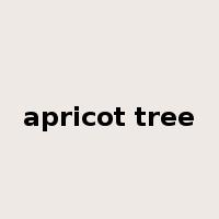 apricot tree是什么意思