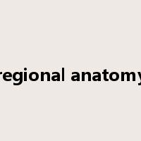regional anatomy是什么意思
