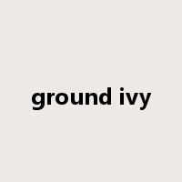 ground ivy是什么意思