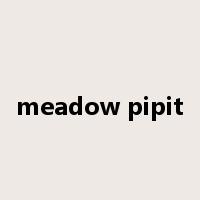meadow pipit是什么意思