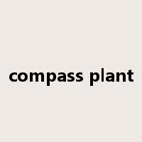 compass plant是什么意思