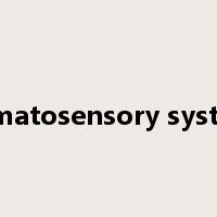 somatosensory system是什么意思