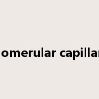 glomerular capillary是什么意思