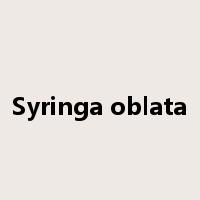 Syringa oblata是什么意思