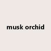 musk orchid是什么意思