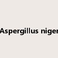 Aspergillus niger是什么意思