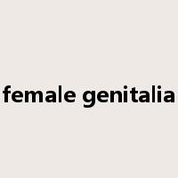 female genitalia是什么意思