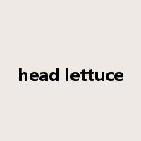 head lettuce是什么意思