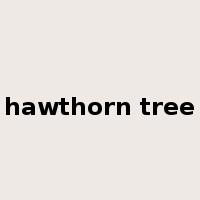hawthorn tree是什么意思
