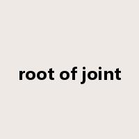 root of joint是什么意思