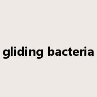 gliding bacteria是什么意思
