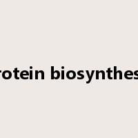 protein biosynthesis是什么意思