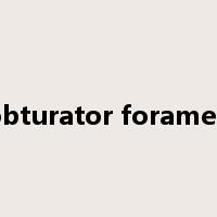 obturator foramen是什么意思
