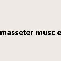 masseter muscle是什么意思
