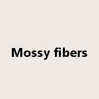 Mossy fibers是什么意思